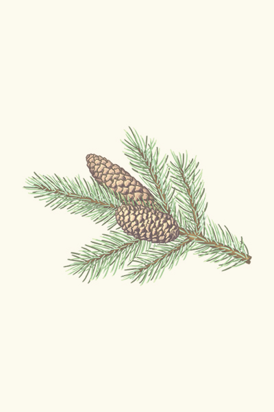 pinecone